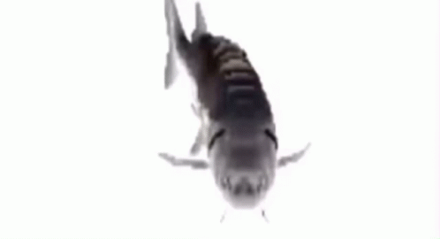 Spinning Fish